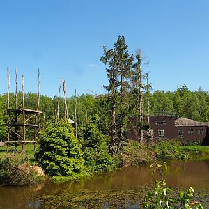 Chimpanzee island, 2023-05-19