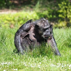 Chimpanzee (Pan troglodytes), 2023-05-19