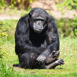 Chimpanzee (Pan troglodytes), 2023-05-19