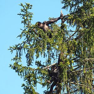 Young Chimpanzees (Pan troglodytes) in a spruce tree, 2023-05-19