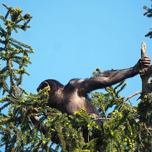 Young Chimpanzee (Pan troglodytes) in a spruce tree, 2023-05-19