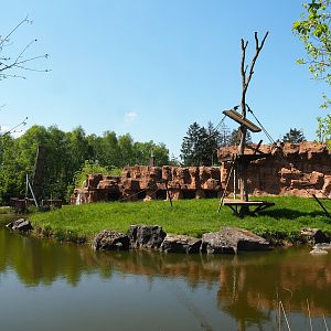 Sumatran orangutan and Lion-tailed macaque building island, 2023-05-19