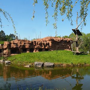 Sumatran orangutan and Lion-tailed macaque building island, 2023-05-19