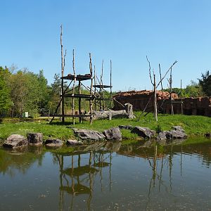 Sumatran orangutan and Lion-tailed macaque building island, 2023-05-19