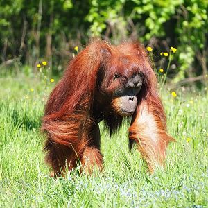 Sumatran orangutan (Pongo abelii), 2023-05-19