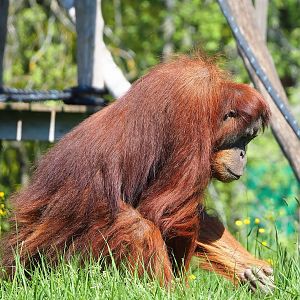 Sumatran orangutan (Pongo abelii), 2023-05-19