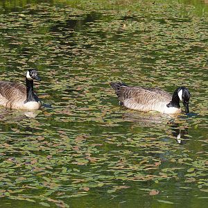 Feral Canada geese (Branta canadensis), 2023-05-19