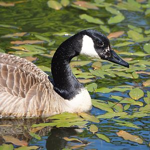 Feral Canada goose (Branta canadensis), 2023-05-19