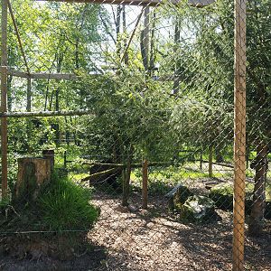 Snowy owl aviary, 2023-05-19