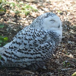 Snowy owl (Bubo scandiacus), 2023-05-19