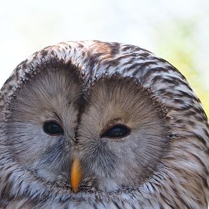 Ural owl (Strix uralensis), 2023-05-19