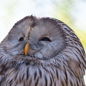 Ural owl (Strix uralensis), 2023-05-19