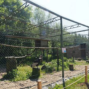 Andean condor aviary, 2023-05-19