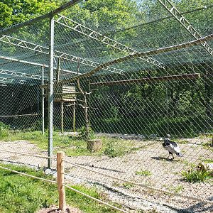 Andean condor aviary, 2023-05-19