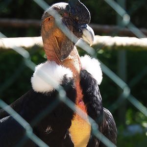 Andean condor (Vultur gryphus), 2023-05-19