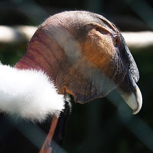 Andean condor (Vultur gryphus), 2023-05-19