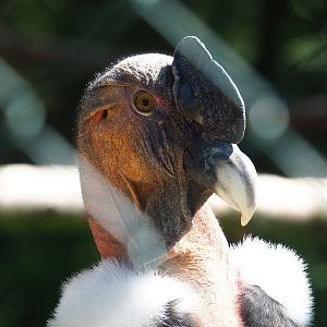 Andean condor (Vultur gryphus), 2023-05-19