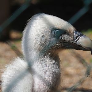 Western Eurasian griffon vulture (Gyps fulvus fulvus), 2023-05-19