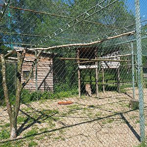 Western Eurasian griffon vulture aviary, 2023-05-19