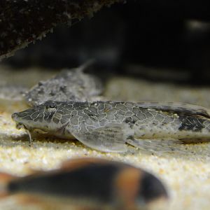Teffeana's whiptail catfish (Rineloricaria teffeana)