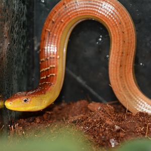 Hart's glass lizard (Dopasia harti)