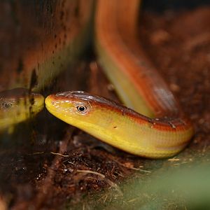 Hart's glass lizard (Dopasia harti)