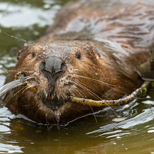 American beaver, All things wild, UK