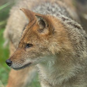 European Golden Jackal. All things wild, UK