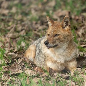 European Golden Jackal. All things wild, UK
