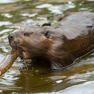 American beaver, All things wild, UK