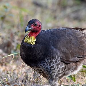 Australian Brush-Turkey