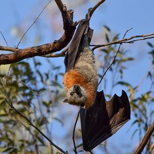 Grey-headed Flying-Fox