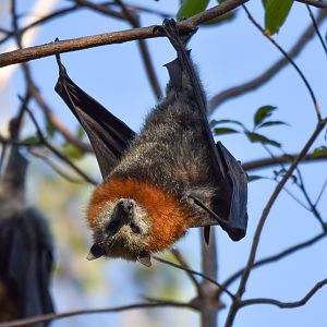 Grey-headed Flying Fox