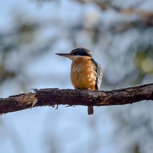 Sacred Kingfisher