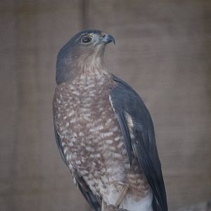 Sharp-shinned Hawk (Accipiter striatus)