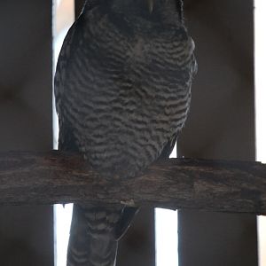 Northern Hawk Owl (Surnia ulula)