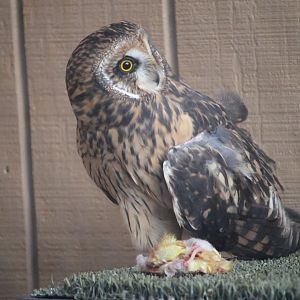 Short-eared Owl with prey