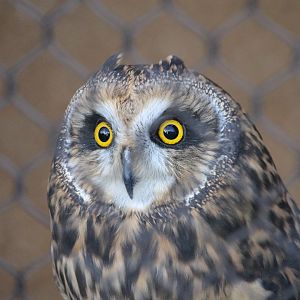 Short-eared Owl (Asio flammeus)