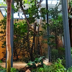 African Pygmy Falcon Aviary