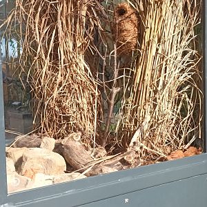 Eurasian Harvester Mouse Habitat