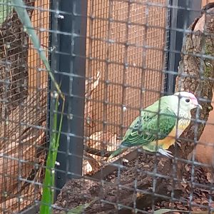 Rose crowned Fruit Dove