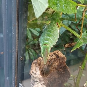 Malaysian Jungle Nymph