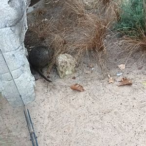 Quokka
