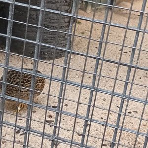 Chilean Tinamou