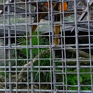Blue and gold Macaws
