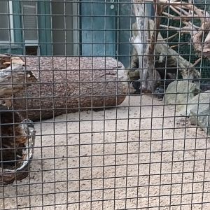 California Helmeted Quail Aviary