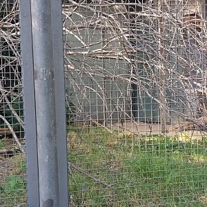 Red legged Partridge and Little Owl Aviary