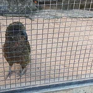 Kea