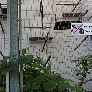 White handed Gibbon Enclosure