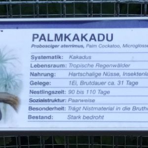 Signage Example Palm Cockatoo
